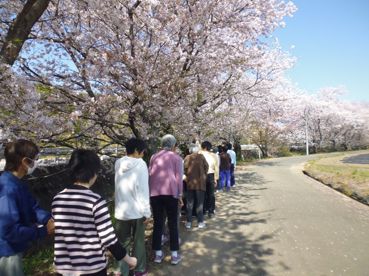 桜並木散歩